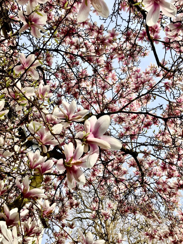 Blühende Magnolie vor einem blassblauen Himmel