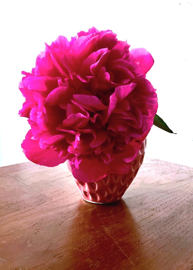 Nahaufnahme einer großen, gefüllten Blüte in einer kleinen Vase auf einem Holztisch