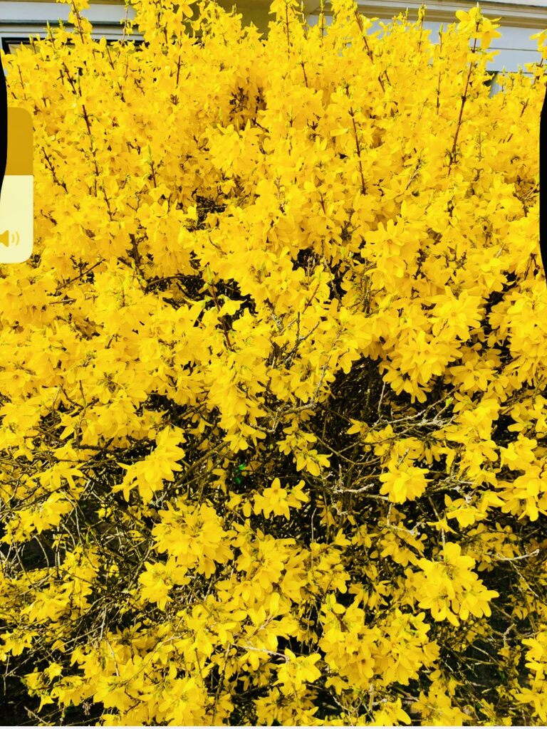 Blühender Forsythienstrauch mit zahlreichen gelben Blüten