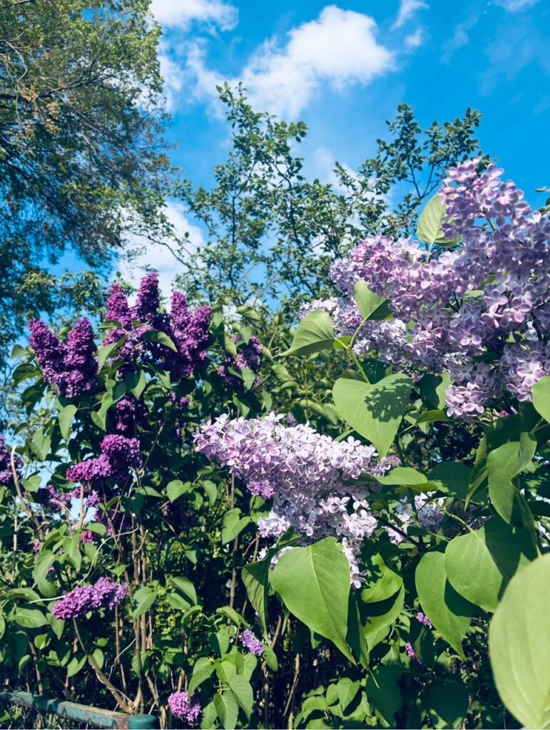 Blühender Fliederbusch vor blauem Himmel mit freundlichen Wolken