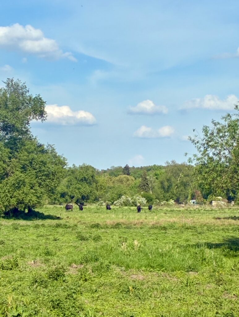 Grüne Wiese mit Büschen und Bäumen unter blauem Himmel mit wenigen Wolken, in der Ferne fünf schwarze Rinder