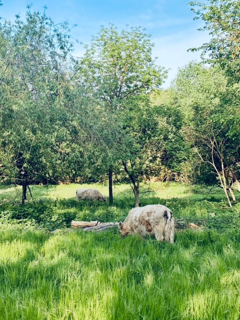Zwei Rinder grasen auf einer Wiese mit Bäumen im Hintergrund