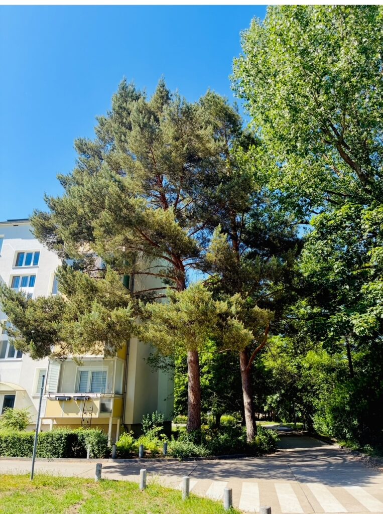 Zwei hohe Kiefern vor einem mehrstöckigen Wohngebäude an einem sonnigen Tag
