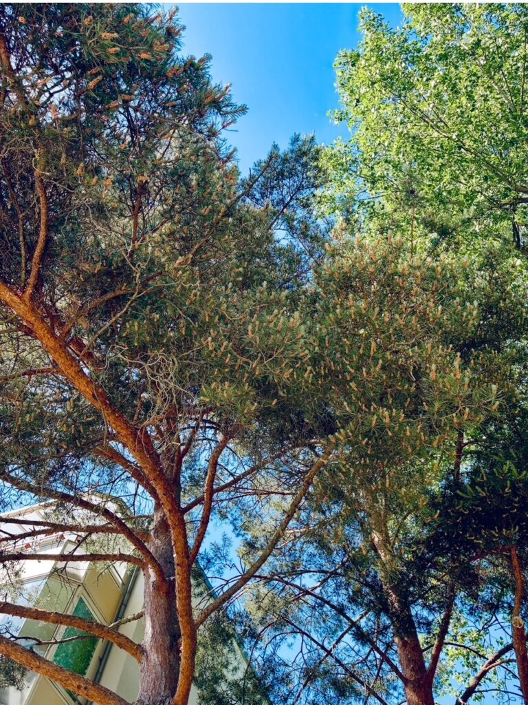 Blick nach oben auf hohe Kiefern und Laubbäume vor blauem Himmel mit einem Gebäudeteil links unten