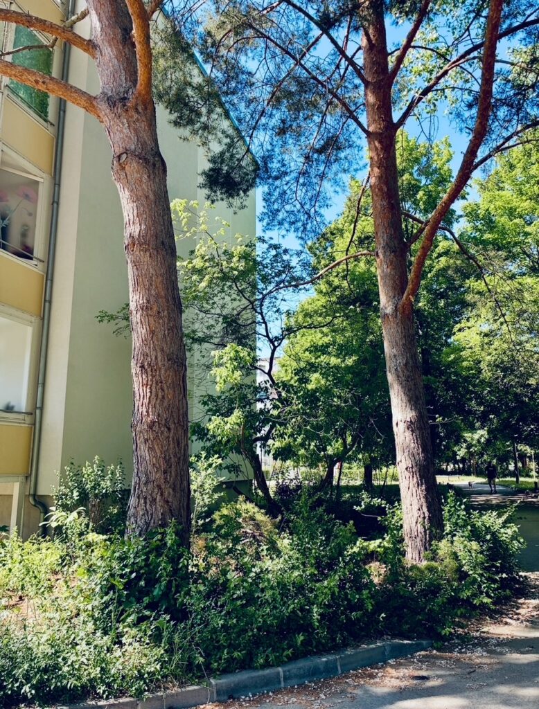 Zwei hohe Kiefern vor einem mehrstöckigen Wohnhaus mit gelb-weißer Fassade und umgeben von dichtem Grün