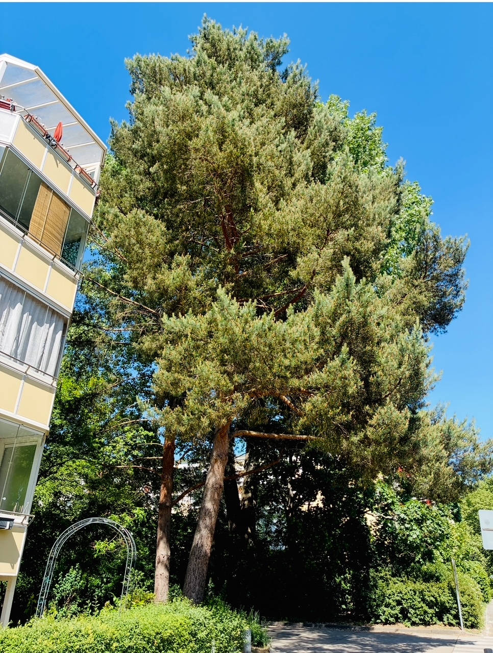 Zwei hohe Kiefern vor einem Wohnhaus mit Balkon und blauer Himmel
