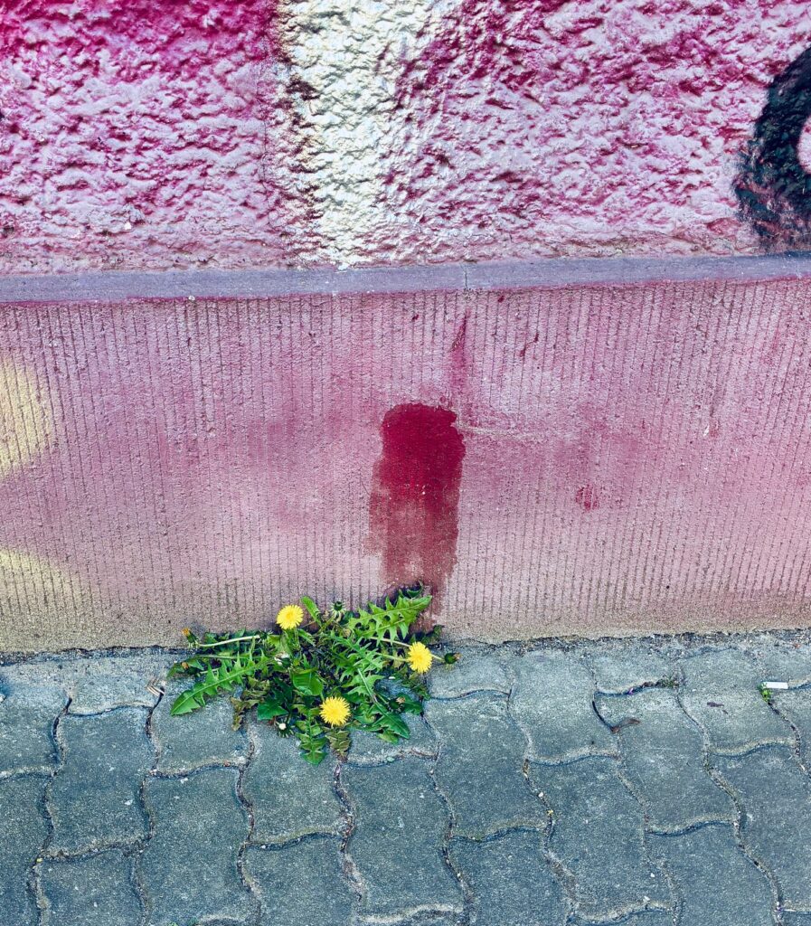Löwenzahn wächst zwischen Pflastersteinen vor einer besprühten Wand mit rotem und weißem Farbverlauf
