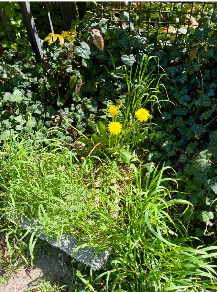 Gelbe Löwenzahnblüten zwischen grünem Gras und Efeu vor einem Metallgitterzaun