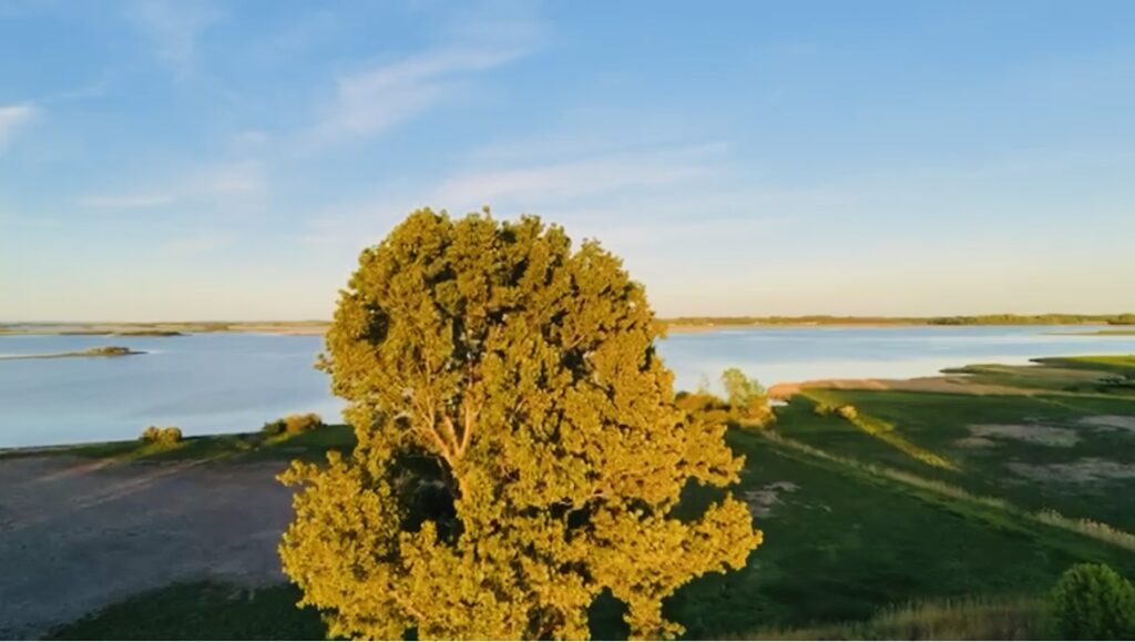 Luftaufnahme eines großen Baums vor einer Wasserfläche und flachem Uferland unter blauem Himmel