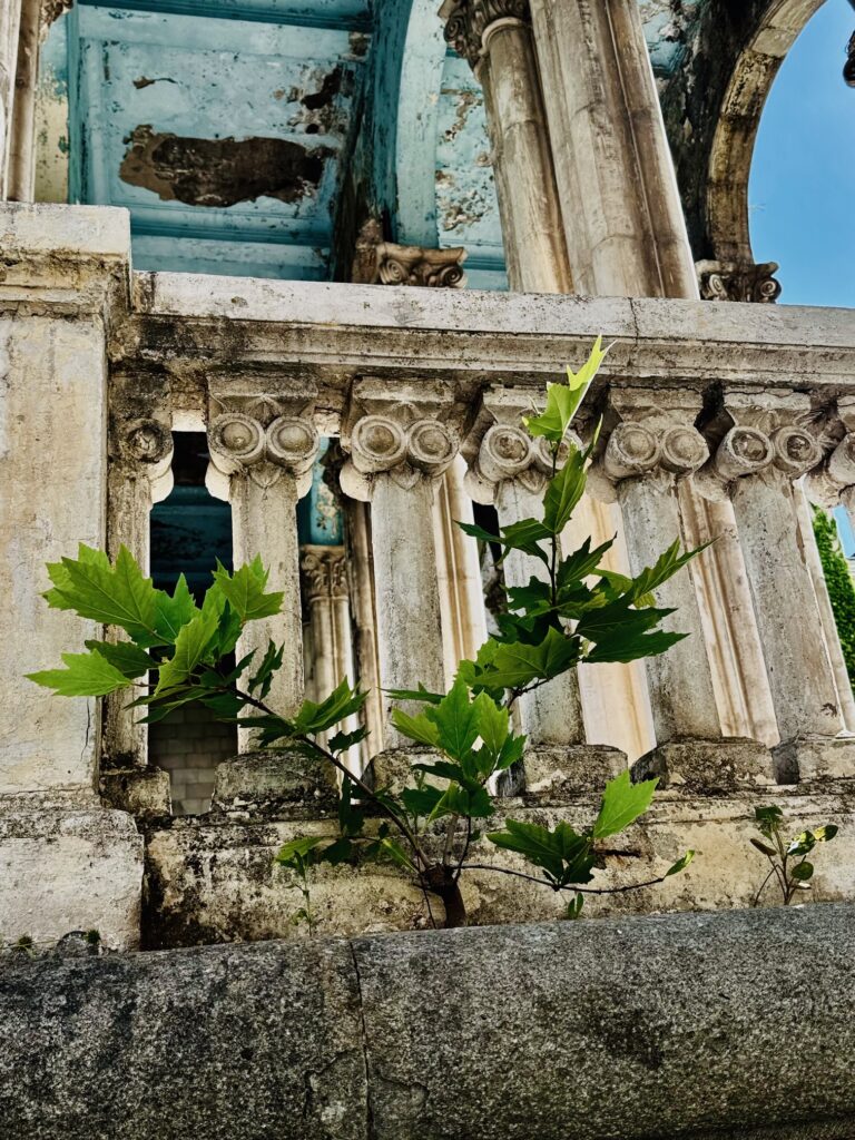 Grüne Pflanze wächst vor einer verwitterten Balustrade mit korinthischen Säulenkapitellen und blauem Himmel im Hintergrund