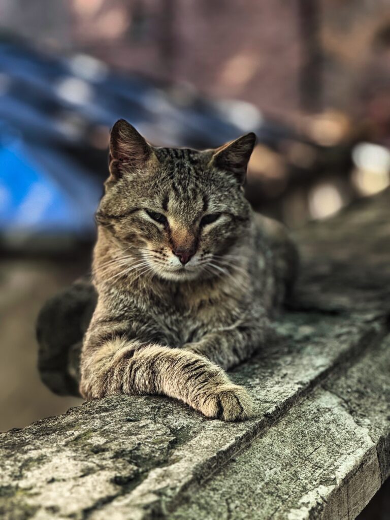 Getigerte Katze liegt auf einer Mauer