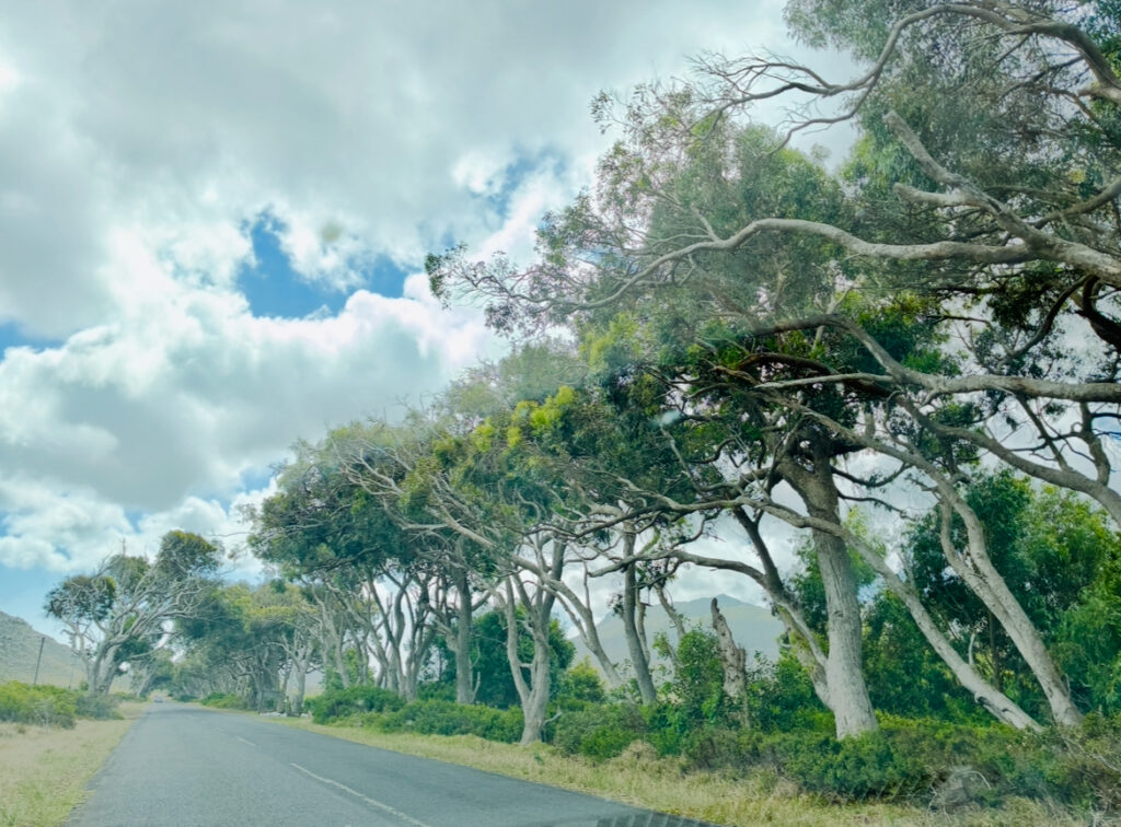 Straße mit windschiefen Bäumen unter blauem Himmel mit bauschigen Wolken
