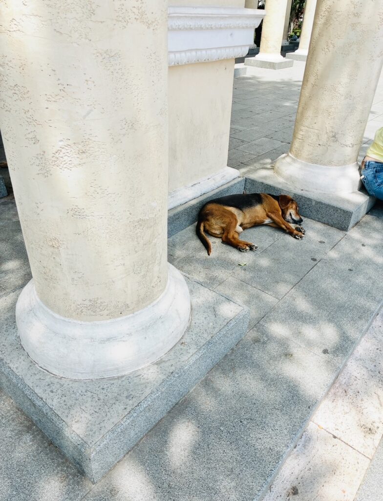 Hund liegt schlafend im Schatten auf Steinboden zwischen zwei großen Marmorsäulen