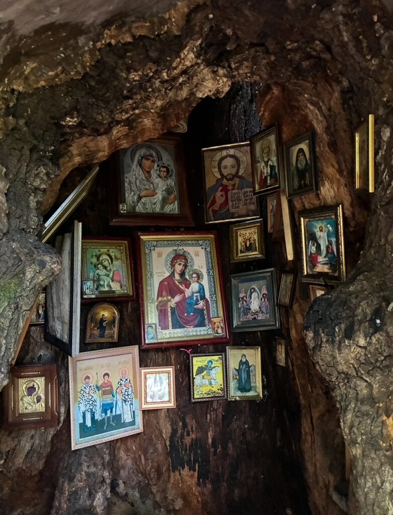 Mehrere religiöse Ikonen und Bilderrahmen mit Darstellungen von Heiligen und der Jungfrau Maria sind in einer Baumhöhle angebracht.