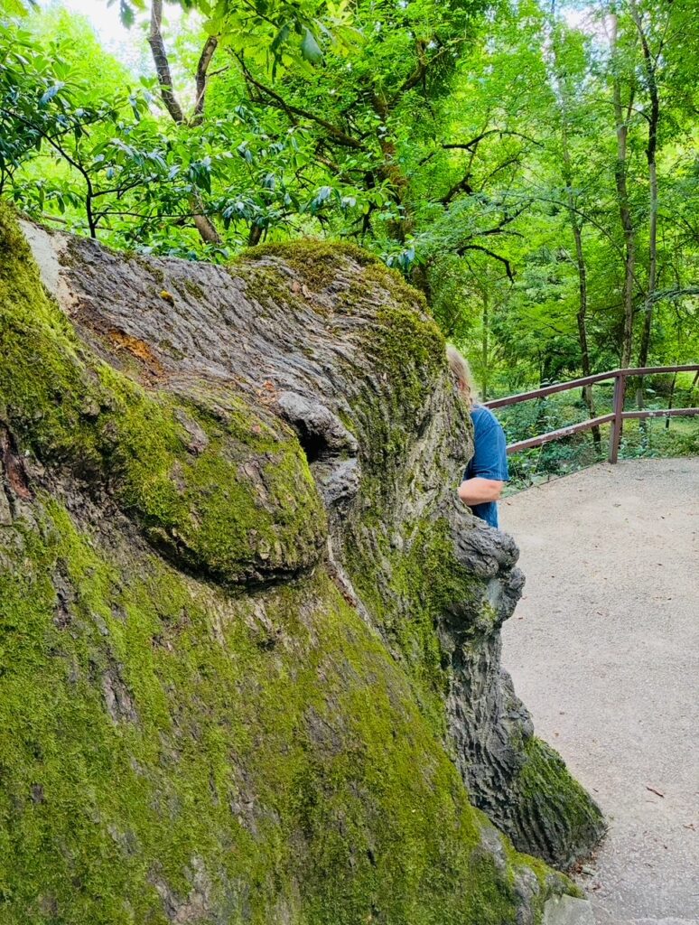Großer moosbedeckter Baumstamm im Wald neben einem Weg mit Holzgeländer und einer teilweise verdeckten Person im Hintergrund