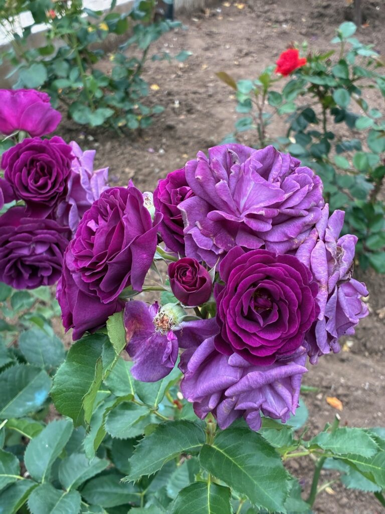 Nahaufnahme eines Strauches mit dunkelvioletten Rosenblüten mit grünen Blättern vor braunem Erdboden