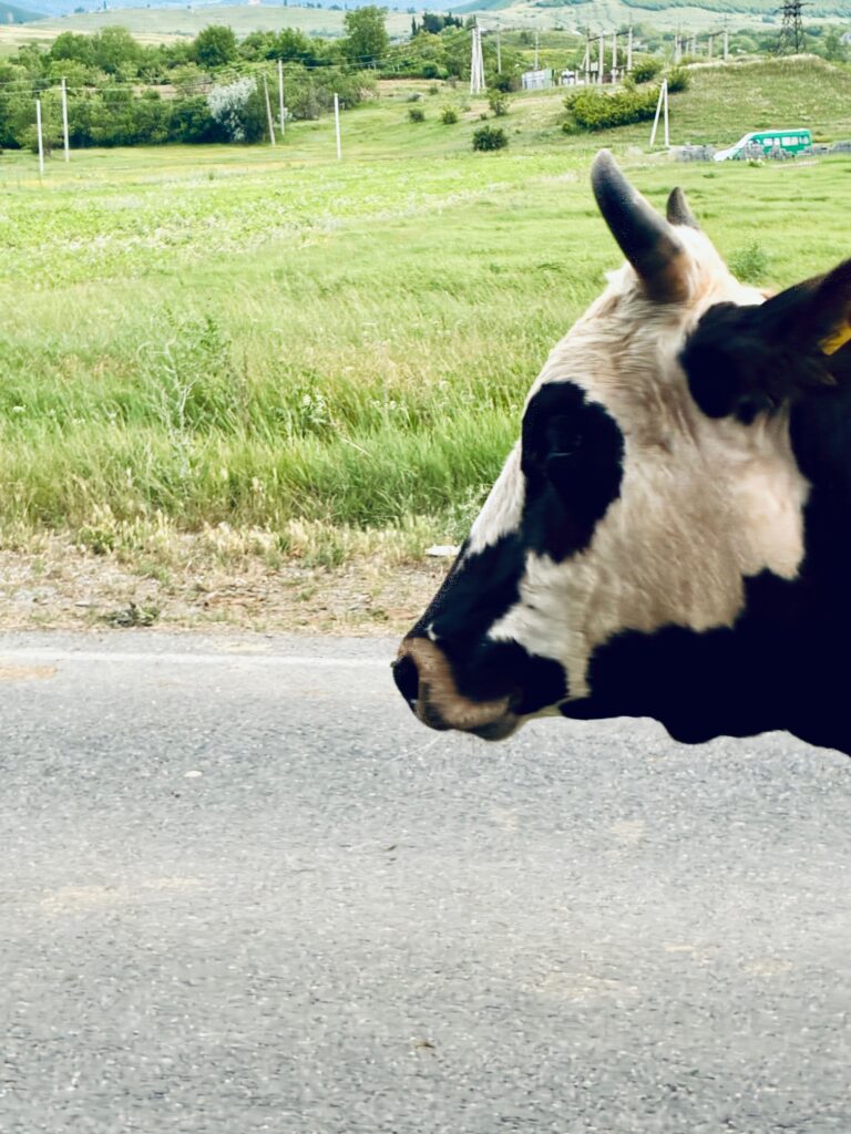 Kuhkopf mit schwarz-weißer Fellzeichnung vor einer Straße und einer grünen Wiese im Hintergrund