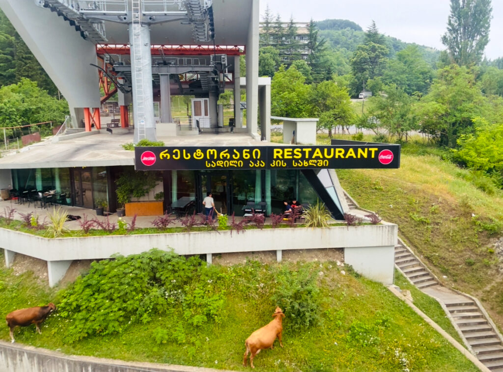 Bergrestaurant an Seilbahnstation mit gelbem Schild in georgischer und englischer Sprache, davor grasbewachsene Fläche mit zwei grasenden Kühen und Treppe rechts