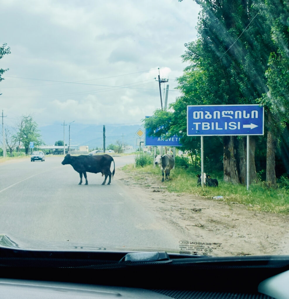 Kuh steht mit dem Kopf nach links auf der Straße neben einem blauen Straßenschild mit der Aufschrift TBILISI und einem Pfeil nach rechts