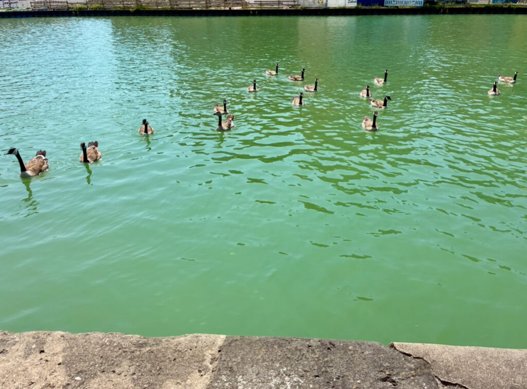 Zahlreiche Enten schwimmen auf einem Gewässer vor einer steinernen Ufermauer