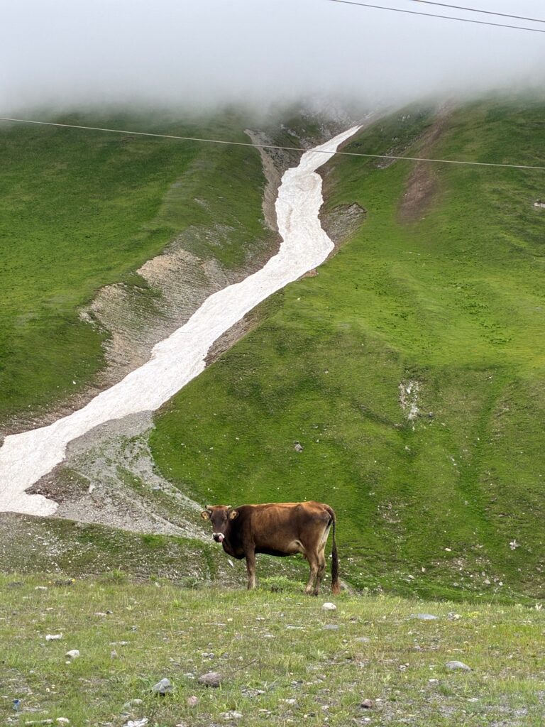 Braune Kuh steht auf einer grünen Bergwiese vor einem schmalen Schneefeld, das sich den Hang hinunterzieht