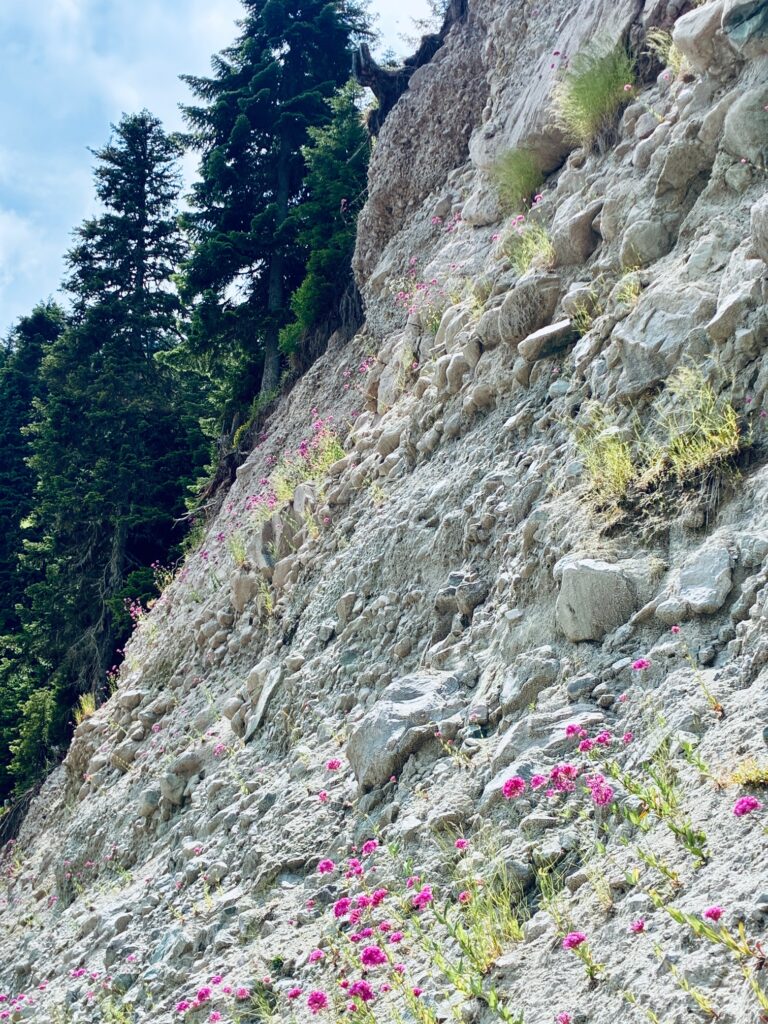 Kleine rosa Blumen, die aus einer Felswand wachsen, dahinter Tannen und blauer Himmel
