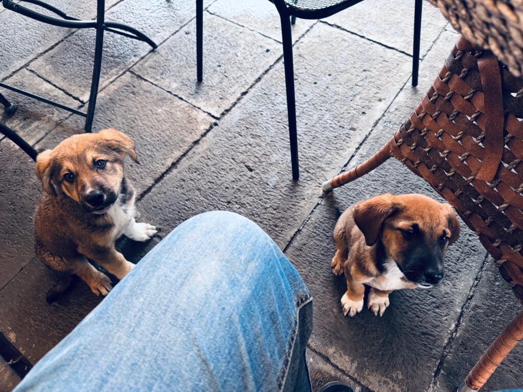 Zwei junge Hunde sitzen auf einem Steinboden neben einem Stuhl und einer Person mit blauer Jeans