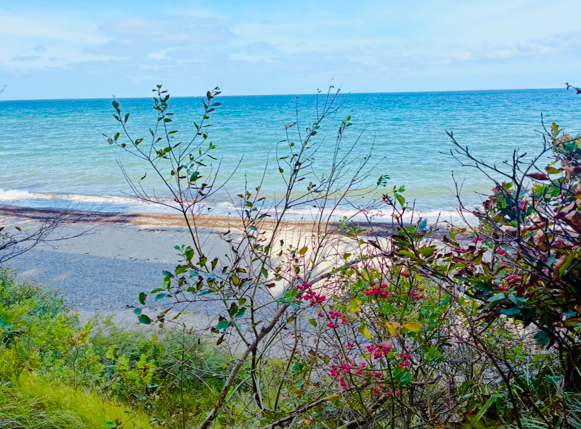 Blick durch Sträucher mit grünen Blättern und roten Blüten auf einen Sandstrand und das Meer im Hintergrund