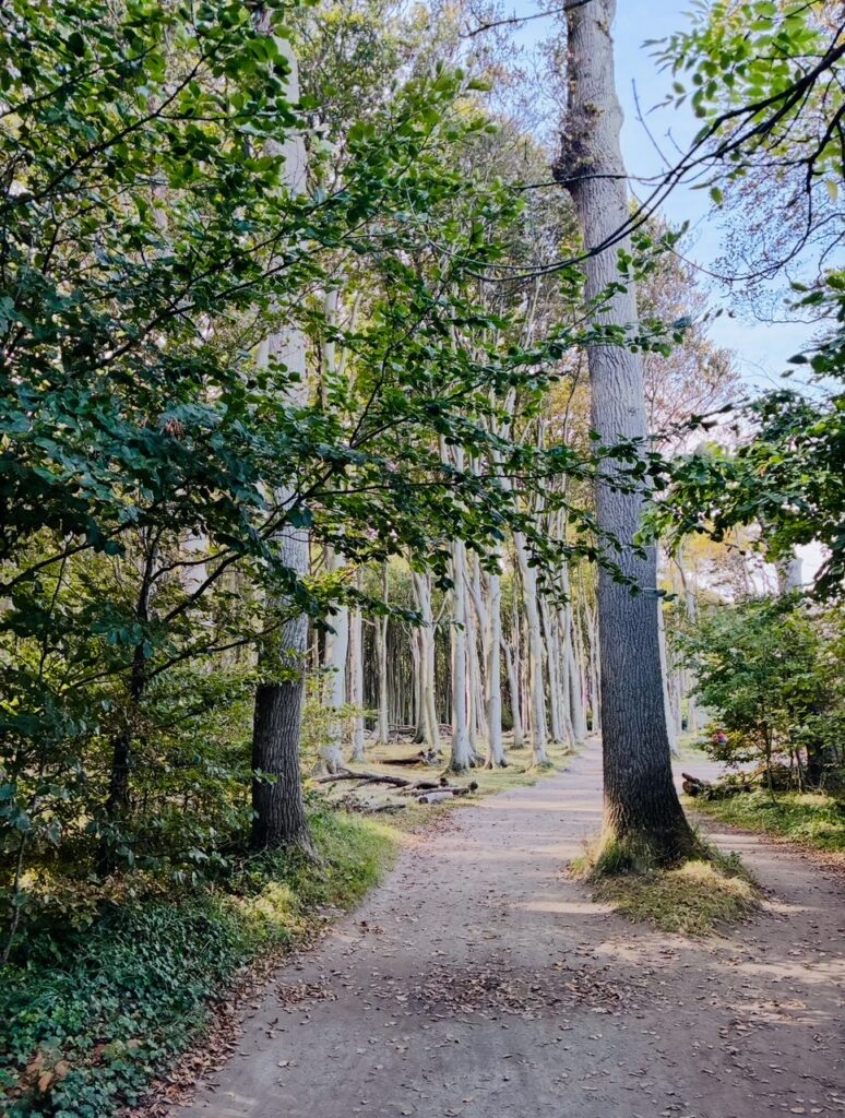Waldweg mit hohen Bäumen und grünem Laub an einem sonnigen Tag