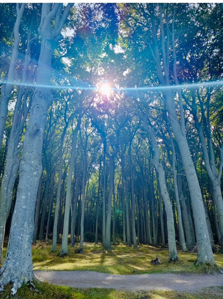 Sonnenlicht scheint durch die Baumkronen eines Waldes mit hohen, schlanken Bäumen und einem schmalen Weg im Vordergrund