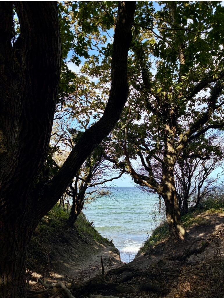 Blick durch Bäume auf einen schmalen Pfad, der zum Meer führt