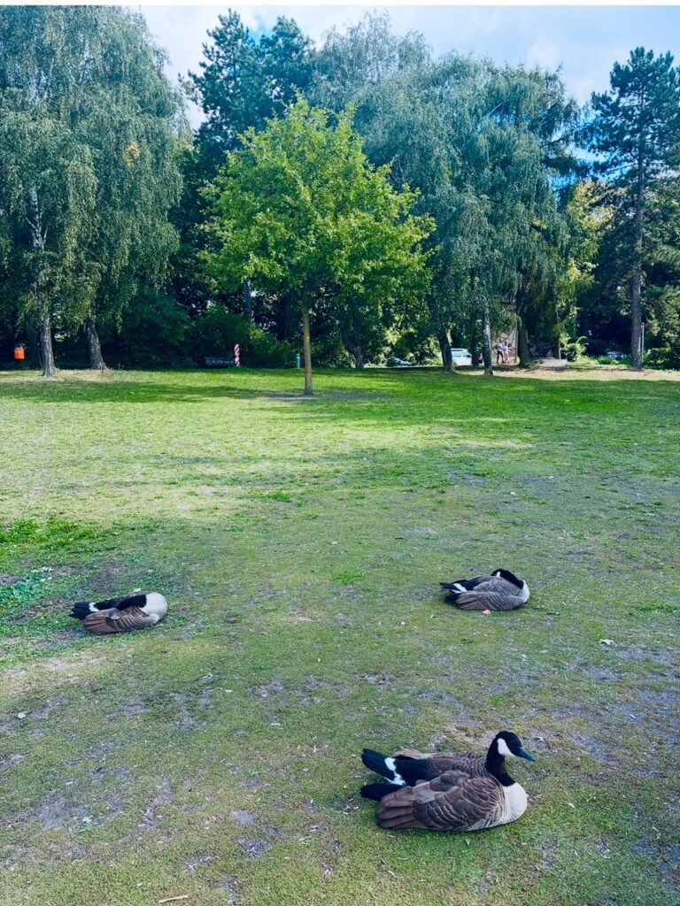 Drei ruhende Kanadagänse auf einer Wiese vor einer Baumreihe